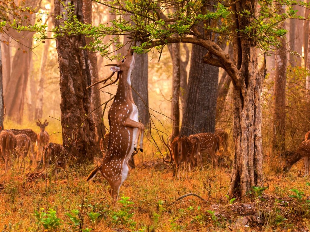 A glipse of coorg national park