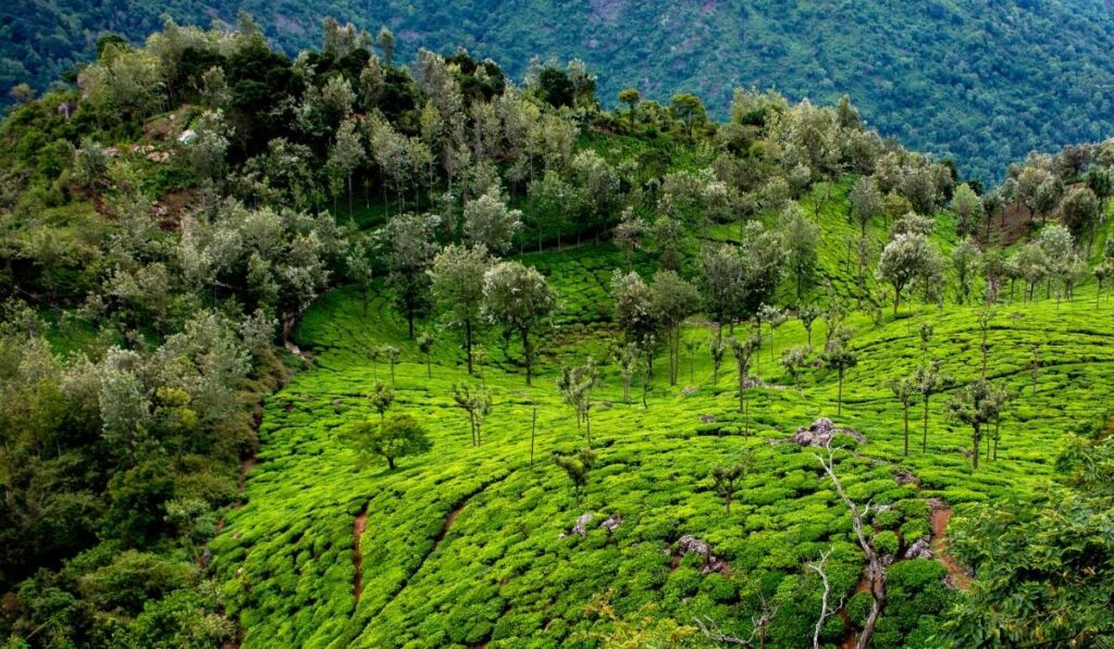  Ooty, Tamil Nadu