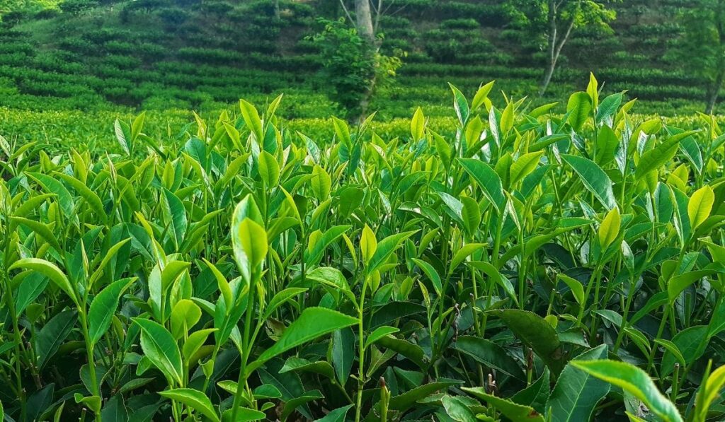 A photo of tea garden