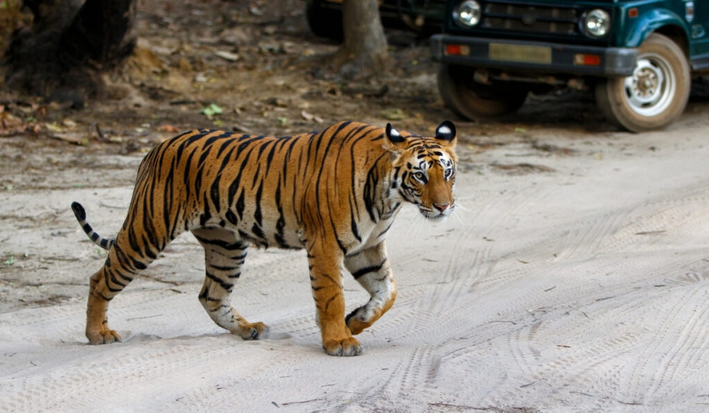 National park for jungle safari