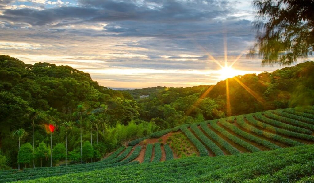 Lush green wonderlands