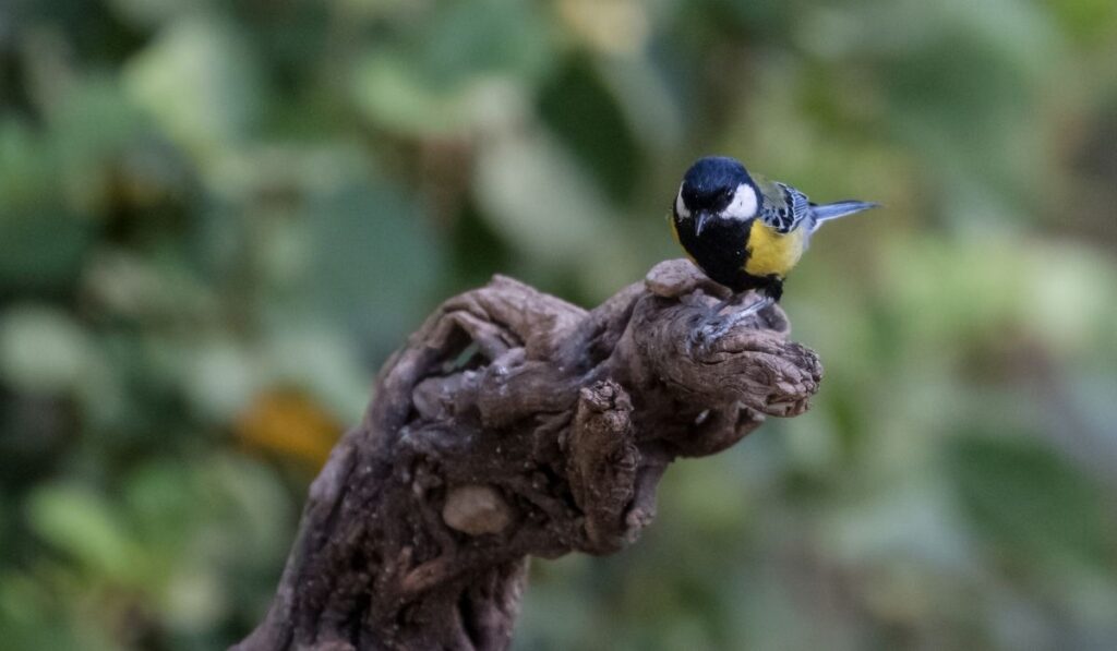 bird watching in Jim corbett