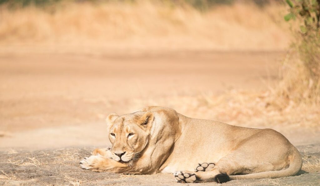 Gir National Park