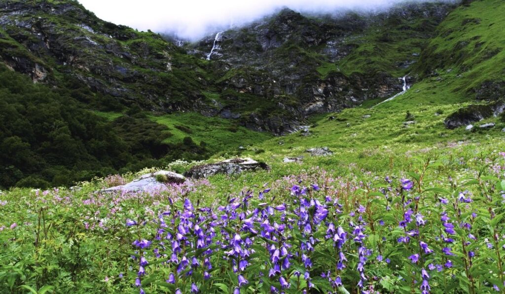 the valley of flowers, Panorama of colorful flowers blanketing the valley floor.