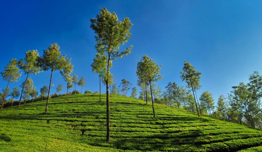 munnar- kerala