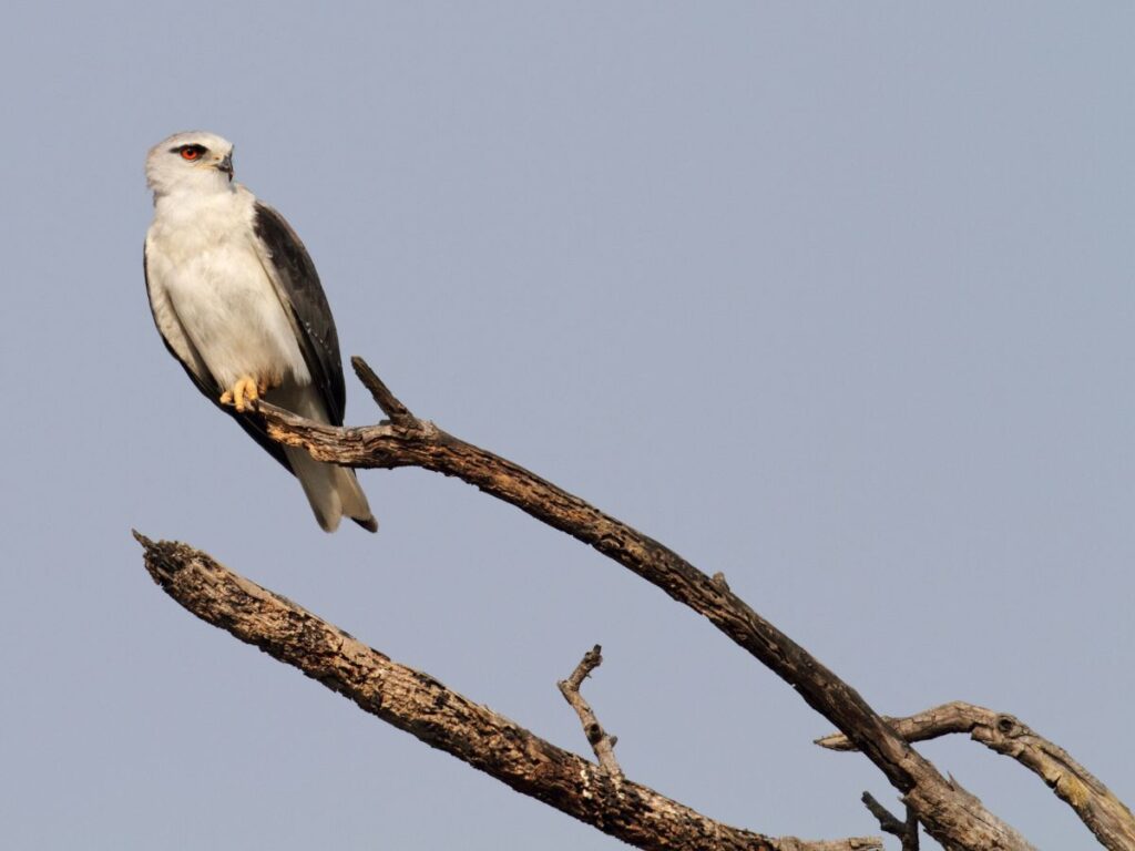 wildlife sanctuary in Madhya Pradesh