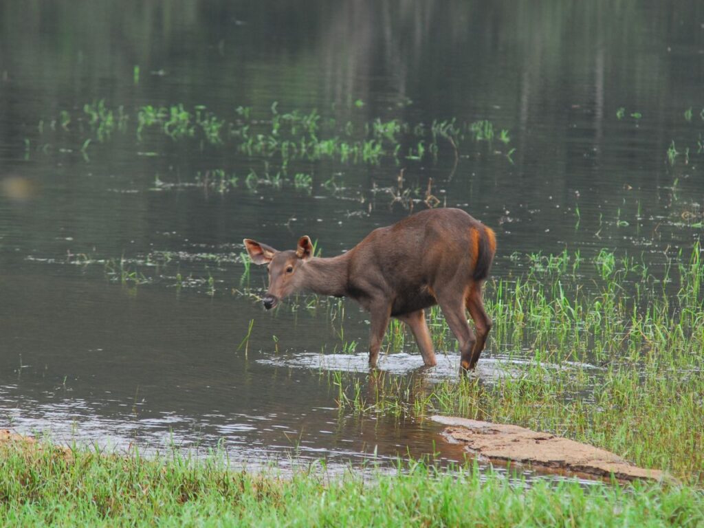 Kanchula Korak Musk Deer Sanctuary