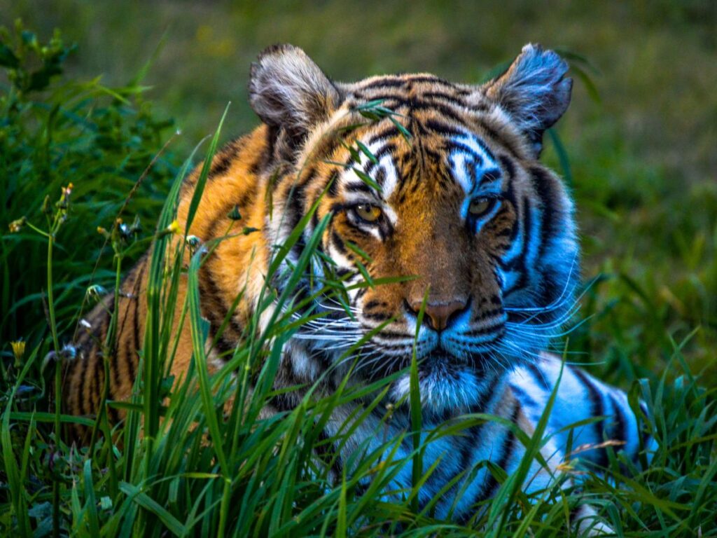 national park in Madhya Pradesh