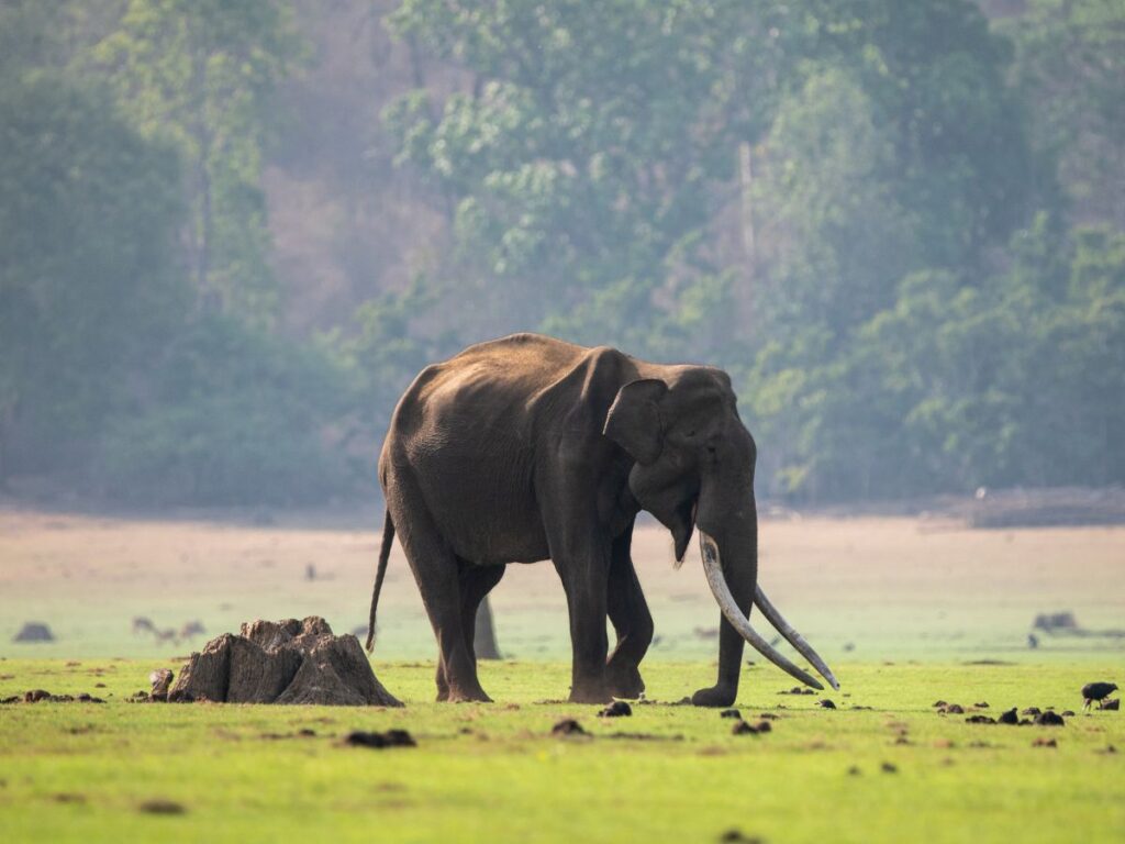 Nagarhole National Park