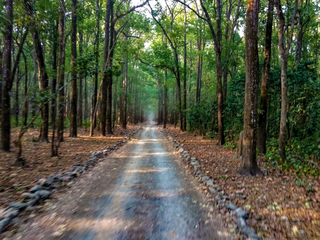 Madhya Pradesh forest