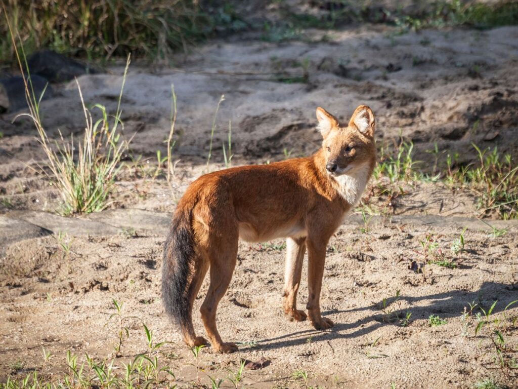 Kanha National Park