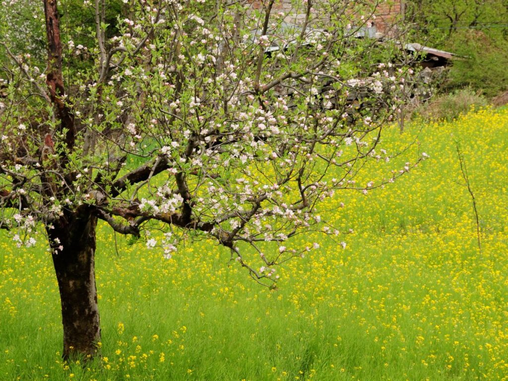 Old Manali