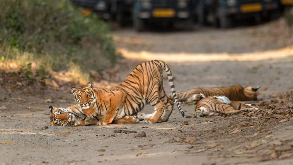 safari in jim corbett