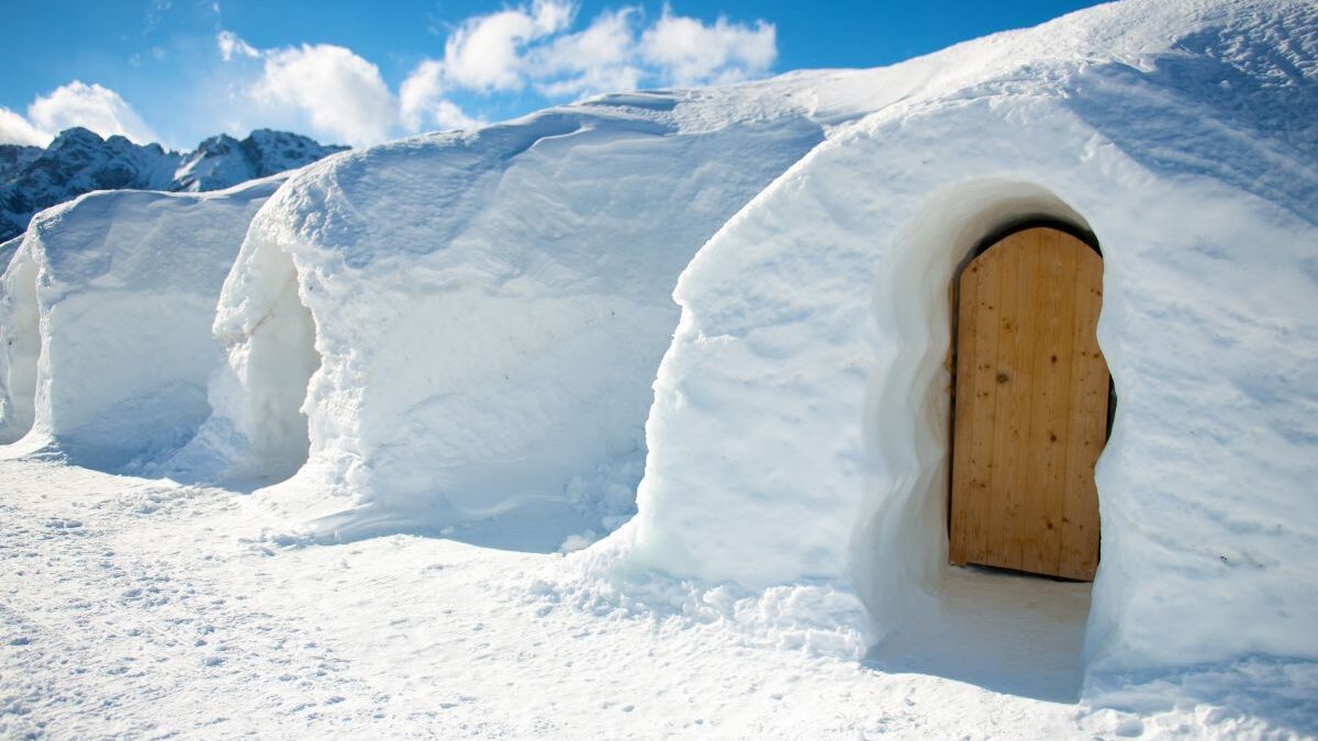 igloo zingbus