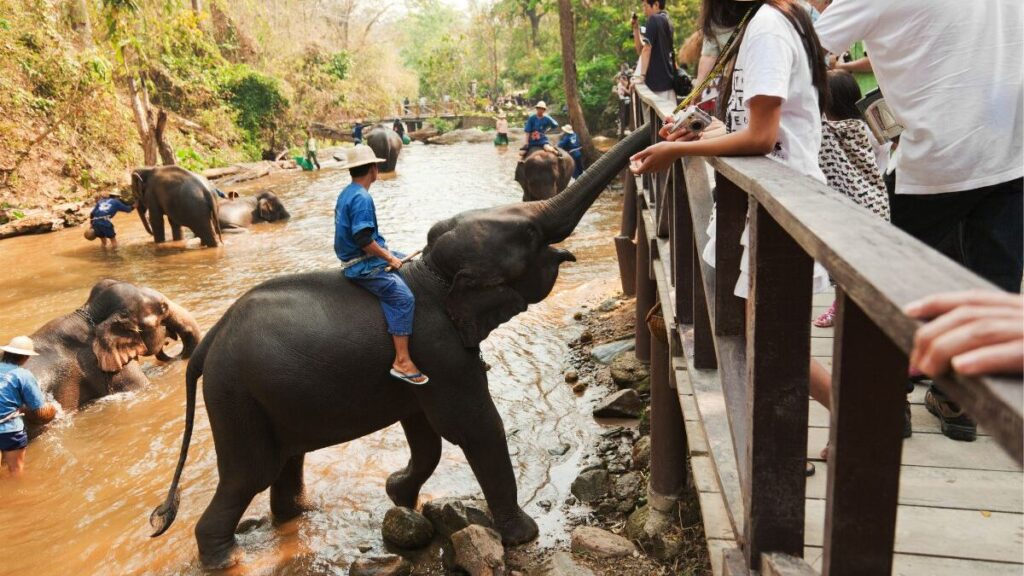 Theppakadu-Elephant-Camp-edited