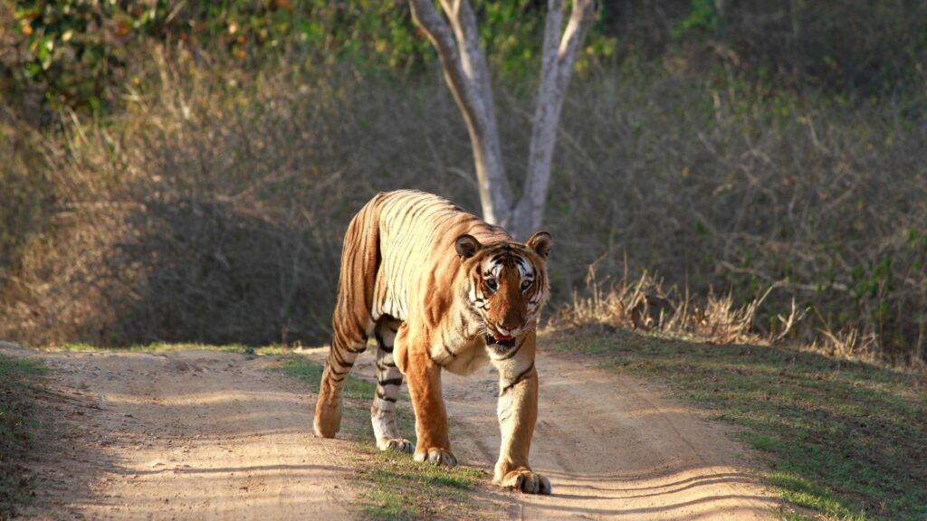 Bandipur National Park and Tiger Reserve