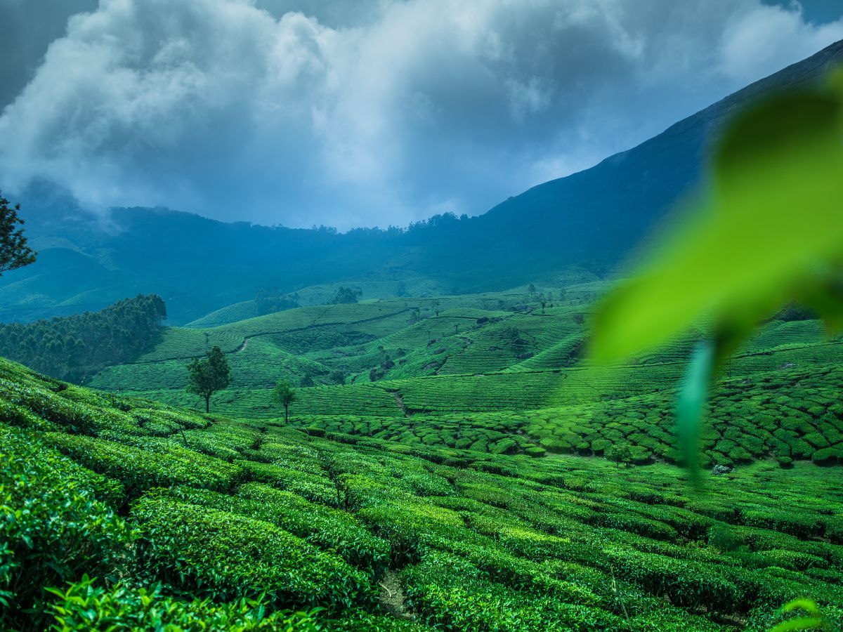 Best Tourist Places in Munnar: The Kashmir of South India - Zingbus