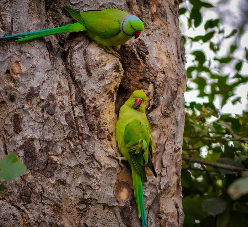 Parrot Bird Sanctuary - Best Places to visit in Chandigarh for Couples