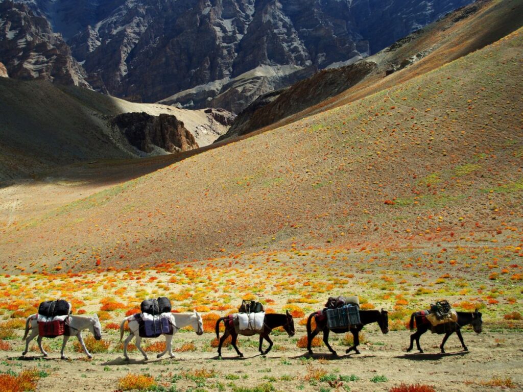 What are the climatic conditions of the Ladakh desert