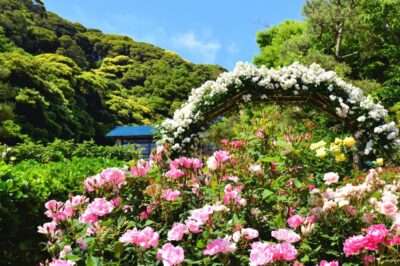 Rose Garden Ooty: Open Close Timings, Hotels, Entry Fee, Images & More
