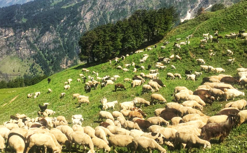 Bhrigu Lake Trek - Sheeps eating grass