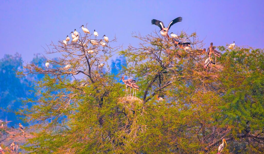 sultanpur bird sanctuary