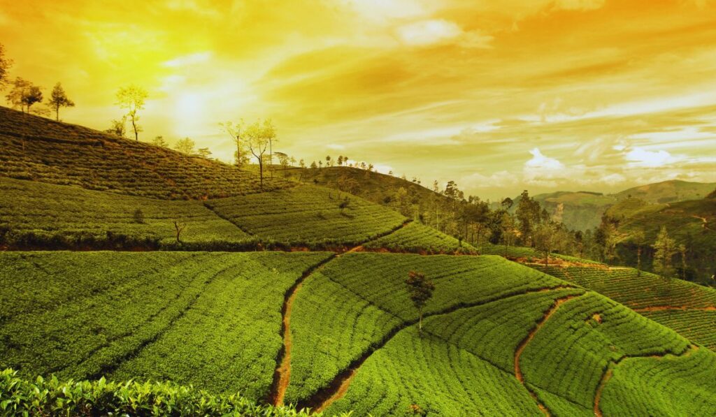 Munnar is one of the best tourist places in monsson in india