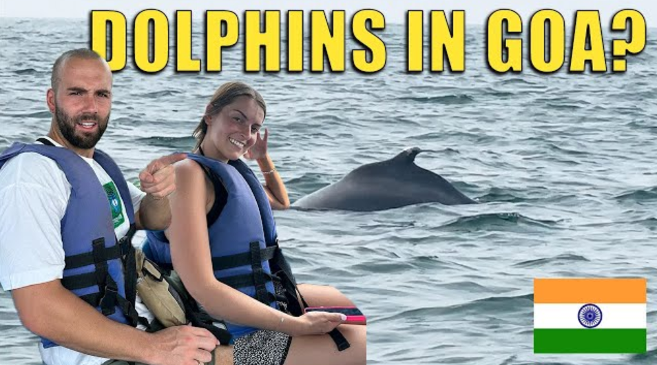 Dolphin Spotting - Goa