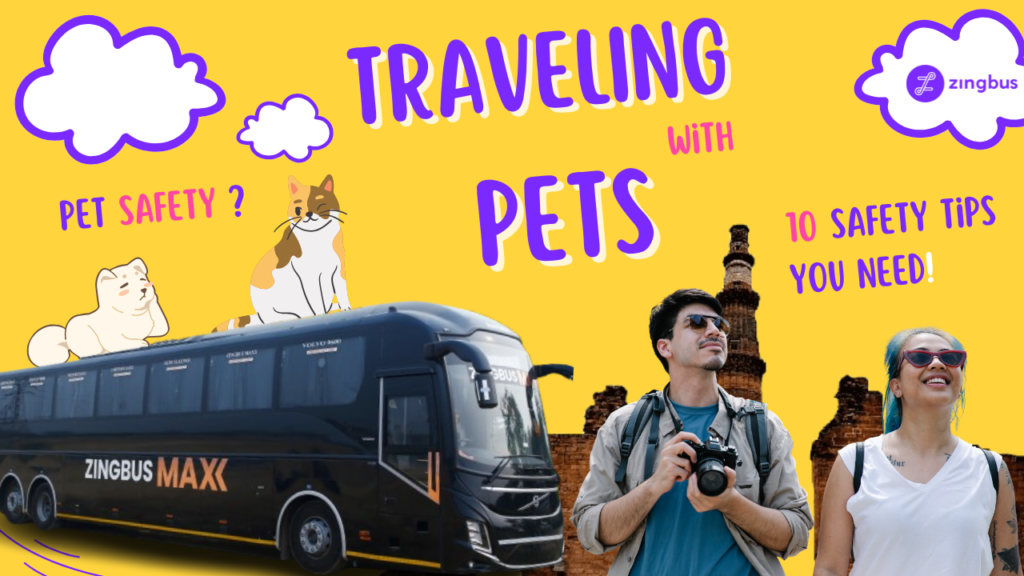 Pet-Friendly Bus Travel 10 Simple Safety Rules for Your Hassle-Free Journey