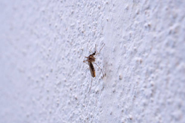 istockphoto-1160480976-612x612 - mosquito on a wall in a room in hotel