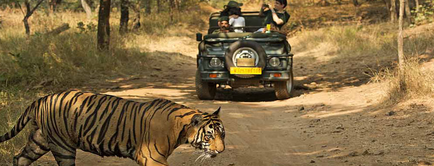 Jhirna Zone - Jim Corbett - National Park