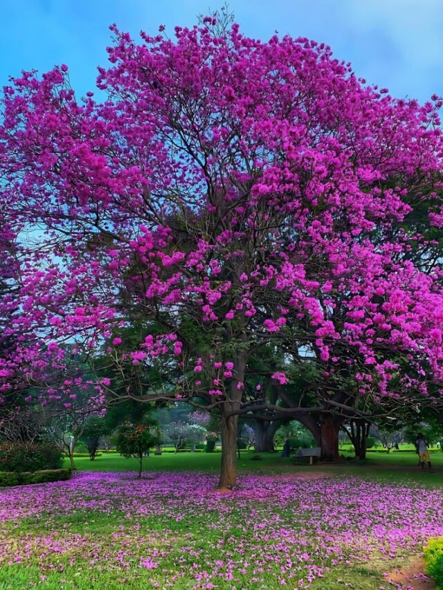 Dive into Bengaluru’s Spring Bloom this 2025